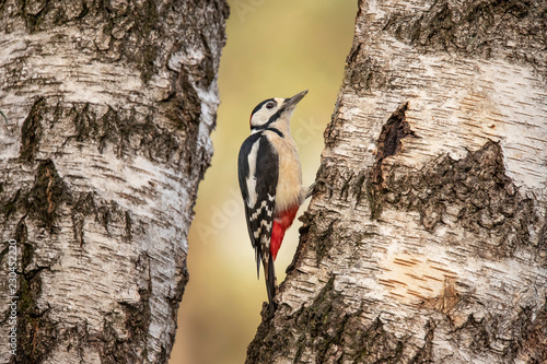 Great Spotted Woodpecker, Dendrocopos major
