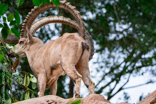 An ibex mountain goat steinbock  bouquetin Capra ibex while feeding on leaves on top of a mountain