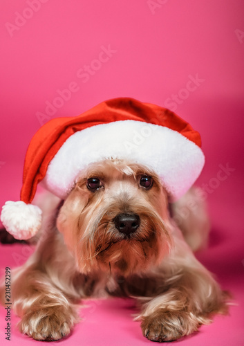 Yorkshire Terrier. In the hat of Santa Claus