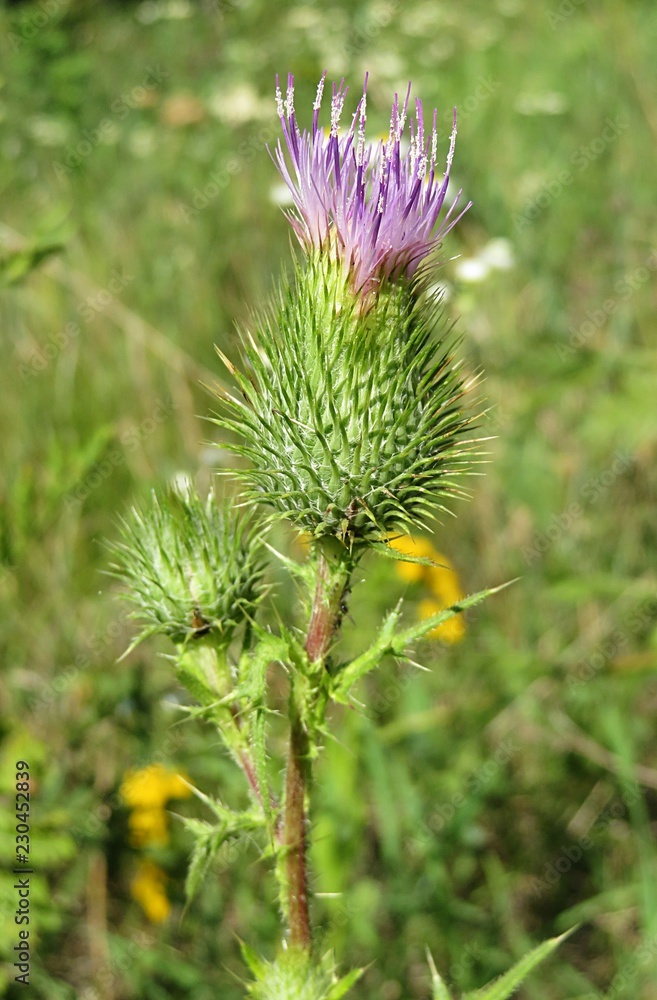 Thistle flower in the meadow on natural green background, closeup Thistle flower in the meadow on natural green background, closeup