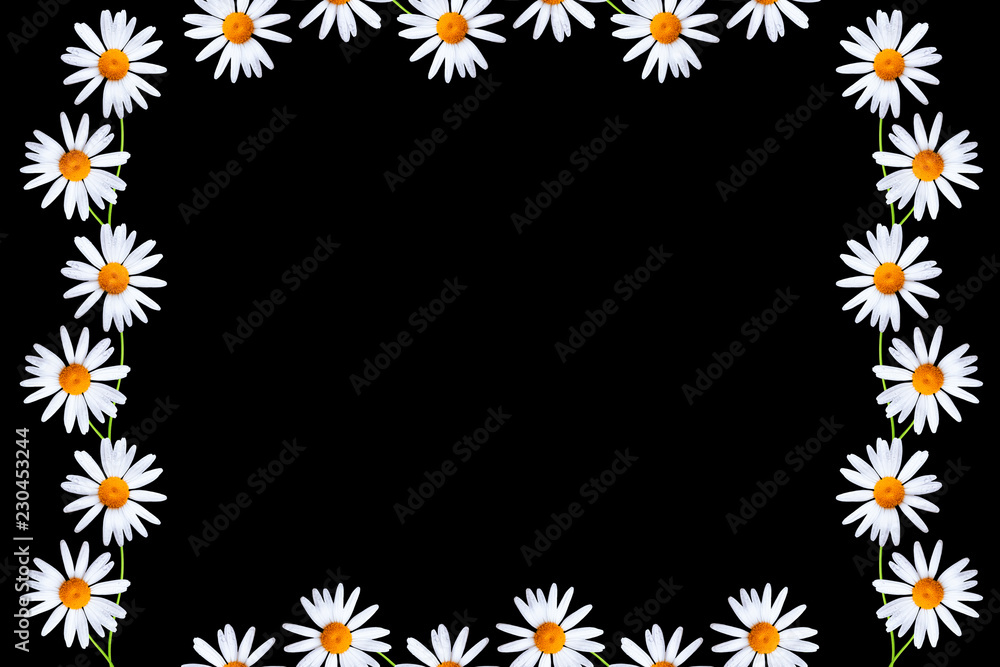 daisies summer white flower daisies summer white flower