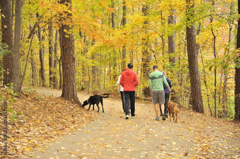 A group of people take their dogs for a walk through the woods with Autumn color A group of people take their dogs for a walk through the woods with Autumn color