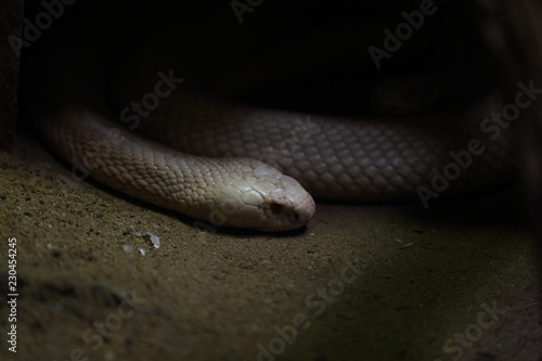 snake at night time