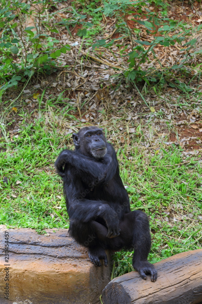 Fototapeta premium Chimpanzees are sitting