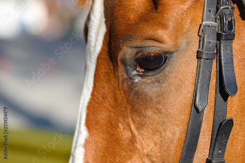 horse of red color in harness, eye close-up