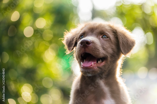 Cute puppy with natural bokeh background