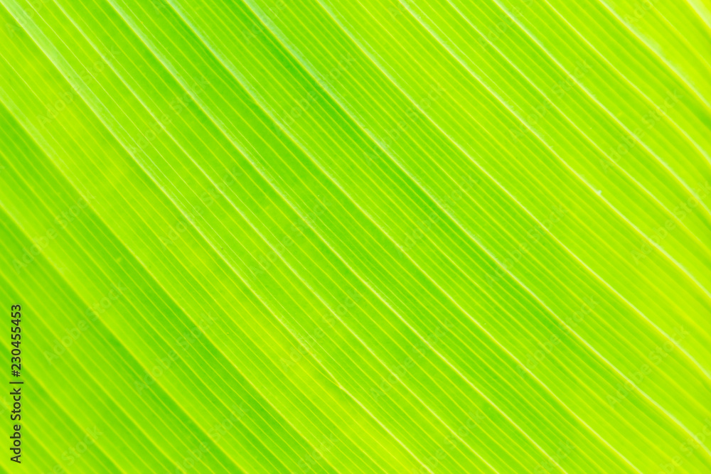 Green Leaf Texture background with sunlight Green Leaf Texture background with sunlight