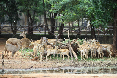 herd of fallow deer