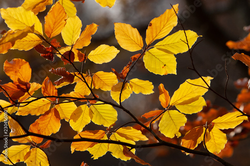 Herbstlaub