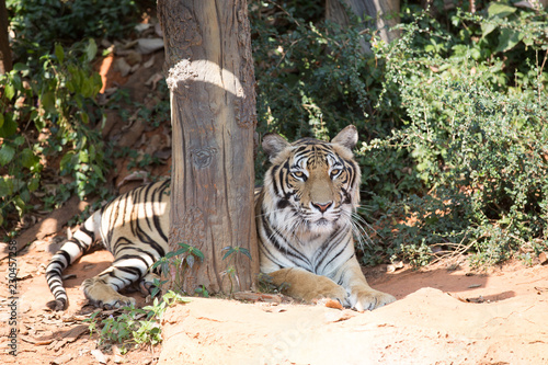 фотографія Thai Tigger in korat zoo  nakornratchasima Thailand