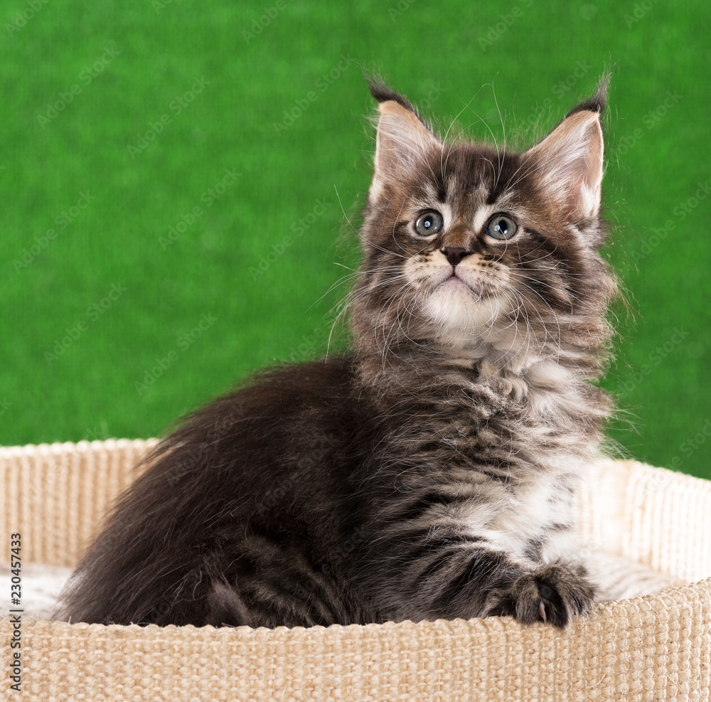 Fototapeta premium Maine Coon kitten