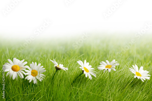 Fototapeta Naklejka Na Ścianę i Meble -  White daisy flowers in green grass