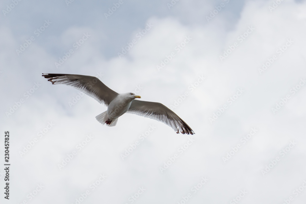 sea gull flying with nice weather clouds background sea gull flying with nice weather clouds background