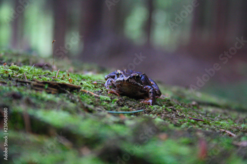 frog on forest floor