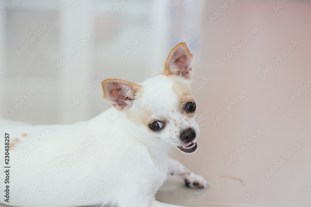 forhold nedenunder Utrolig white Chihuahua dog smiling,Close-up of chihuahua face with smile.  Stock-foto | Adobe Stock