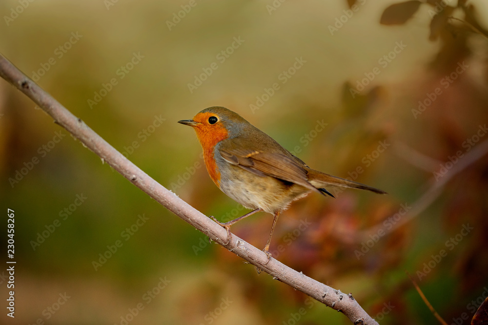 Robin, Erithacus rumen is sitting on a branch in nature. Macro Photo. Great Britain symbol Robin, Erithacus rumen is sitting on a branch in nature. Macro Photo. Great Britain symbol