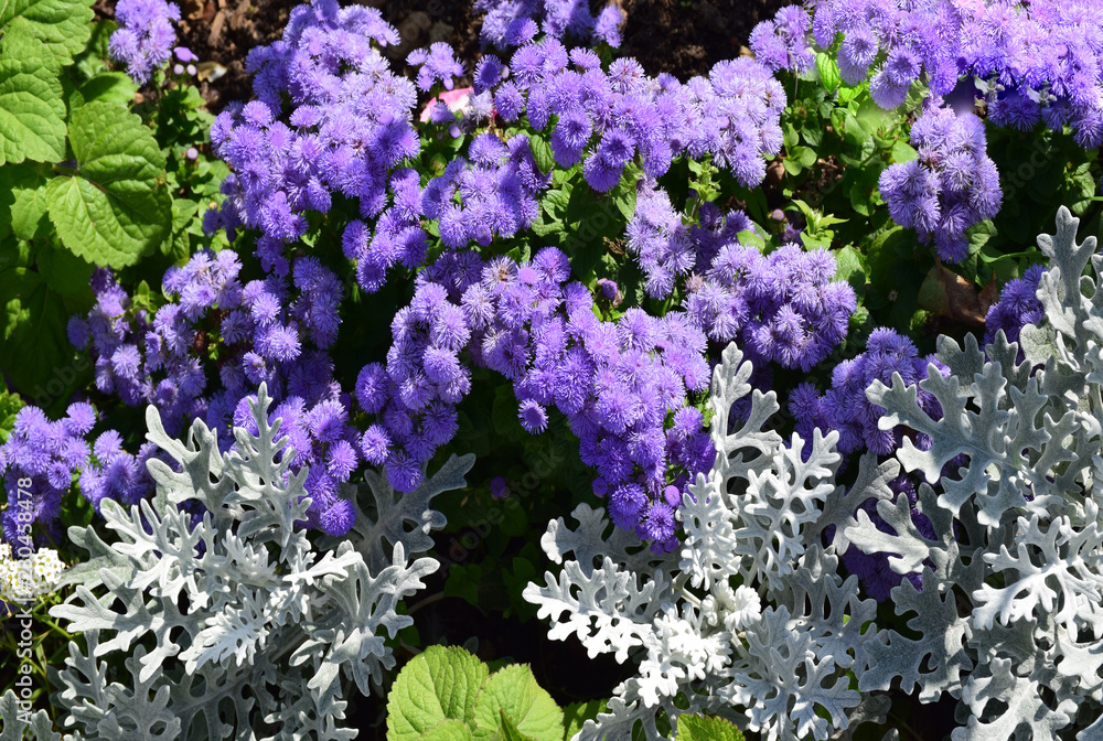 On the territory of the monastery planted a large number of decorative shrubs and flowers. Russia, Sergiev Posad, September 2018. On the territory of the monastery planted a large number of decorative shrubs and flowers. Russia, Sergiev Posad, September 2018.