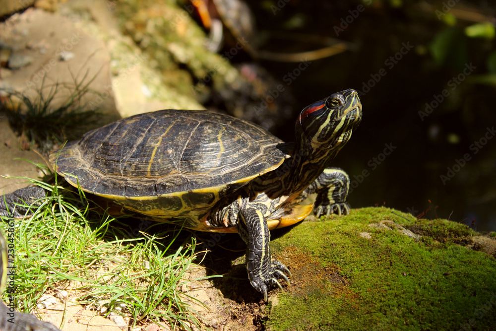 Obraz premium Dzika przyroda, zwierzęta, koncepcja natury. Piękny żółw na zewnątrz. Suwak z czerwonymi uszami. Terrapin czerwonooki.