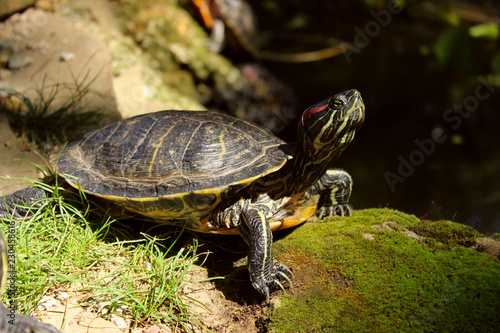 Wildlife, Animals, Nature Concept. Beautiful Turtle Outdoors. Red-Eared Slider. Red-Eared Terrapin. 