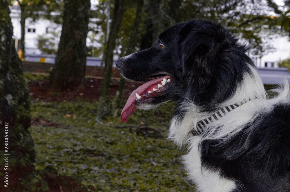 Fototapeta premium Cachorro collie