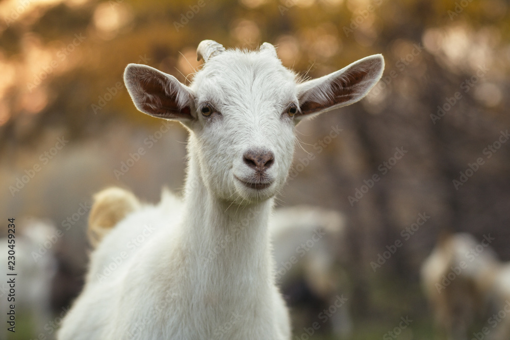 Fototapeta premium portrait of an young goat grazing with a herd in nature, wild animals, concept of agriculture