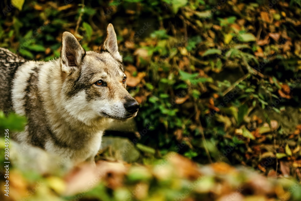 Close up portrait of white, grey, reddish and black Czechoslovakian wolfdog, yellow, orange, green and dark blurry background, colorful autumn evening, copy space Close up portrait of white, grey, reddish and black Czechoslovakian wolfdog, yellow, orange, green and dark blurry background, colorful autumn evening, copy space
