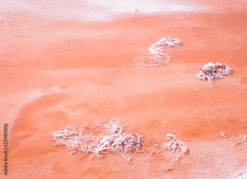 Vivid red Salt deposits on shores of beautiful pink lake background. umbleweed in salt crystals look like coral lies in the salt water of a lake. photo