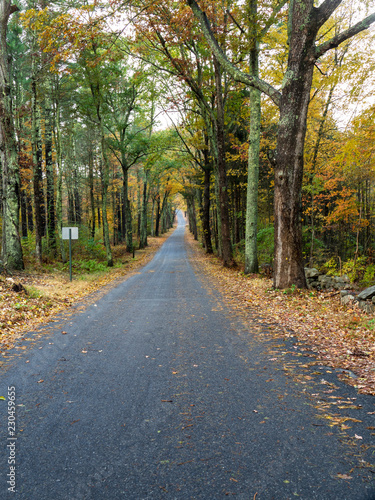 road in forest © brelsbil