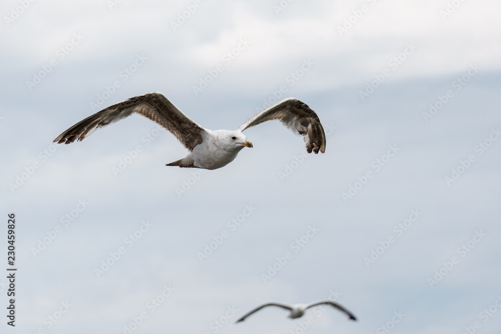 sea gull flying with cloudy background sea gull flying with cloudy background