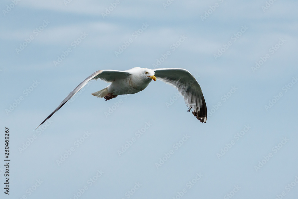 sea gull flying with nice weather clouds background sea gull flying with nice weather clouds background
