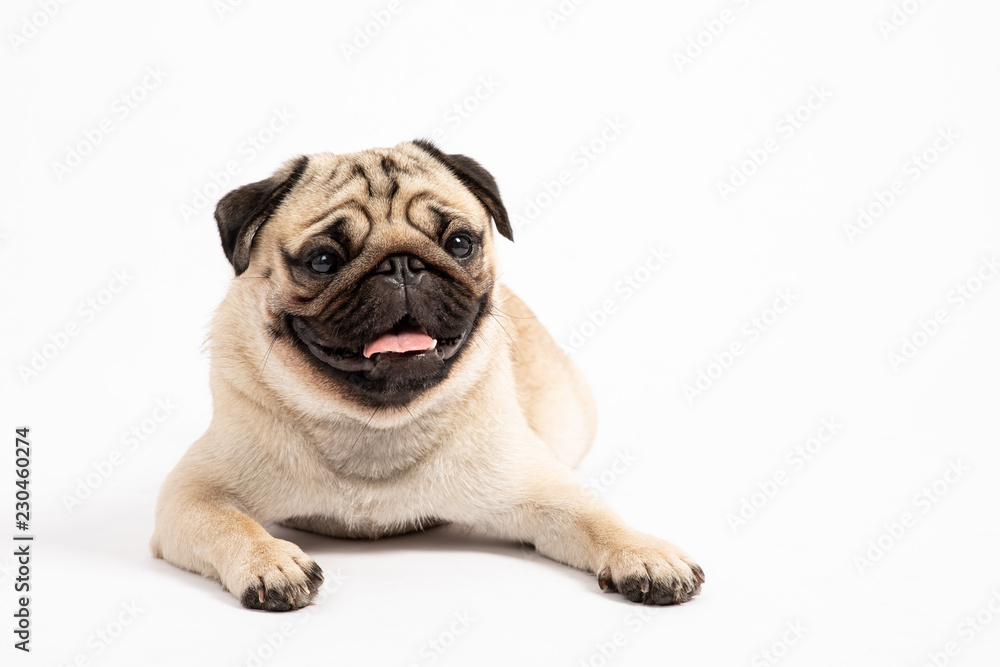 Cute pet dog pug breed sitting and smile with happiness feeling so funny and making serious face isolated on white background