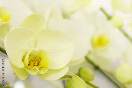 Blooming Yellow Phalaenopsis Orchid Flowers on Blurred Natural Background with Copy Space