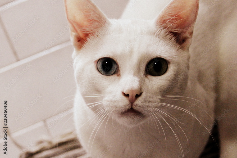 Gato com Olho Azul e Verde Gato com Olho Azul e Verde