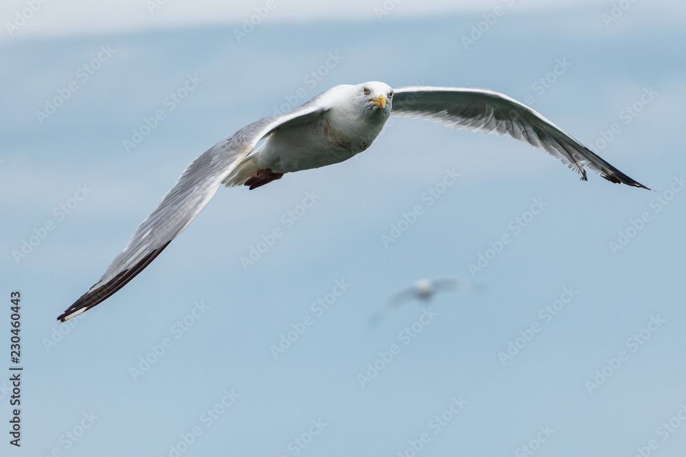 sea gull flying with nice weather clouds background sea gull flying with nice weather clouds background