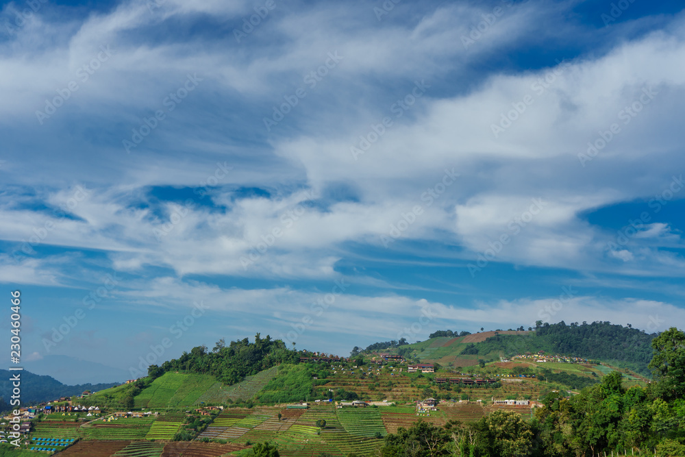 Blue sky and cloud with meadow tree. Plain landscape background for summer poster of thailand.