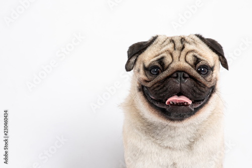 Cute pet dog pug breed smile with happiness feeling so funny and making serious face isolated on white background © 220 Selfmade studio