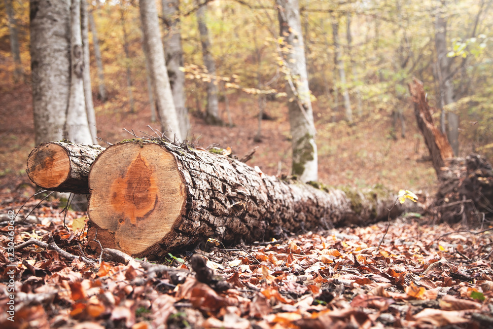 Fototapeta premium Wooden logs in autumn forest.