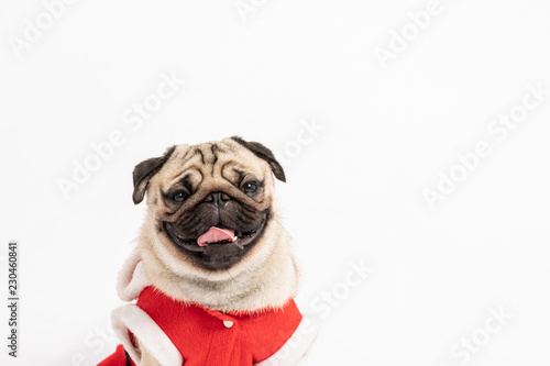Cute Dog Pug Breed in Red Santa coat Costume smile and happiness in Christmas and new year day isolated on white background,Healthy Purebred dog  with Christmas concept © 220 Selfmade studio