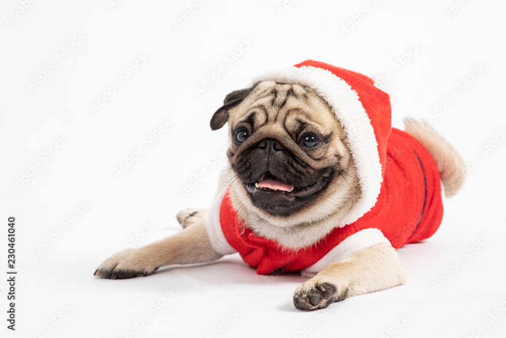 Cute Dog Pug Breed in Red Santa coat Costume lying smile and happiness in Christmas and new year day isolated on white background,Healthy Purebred dog  with Christmas concept