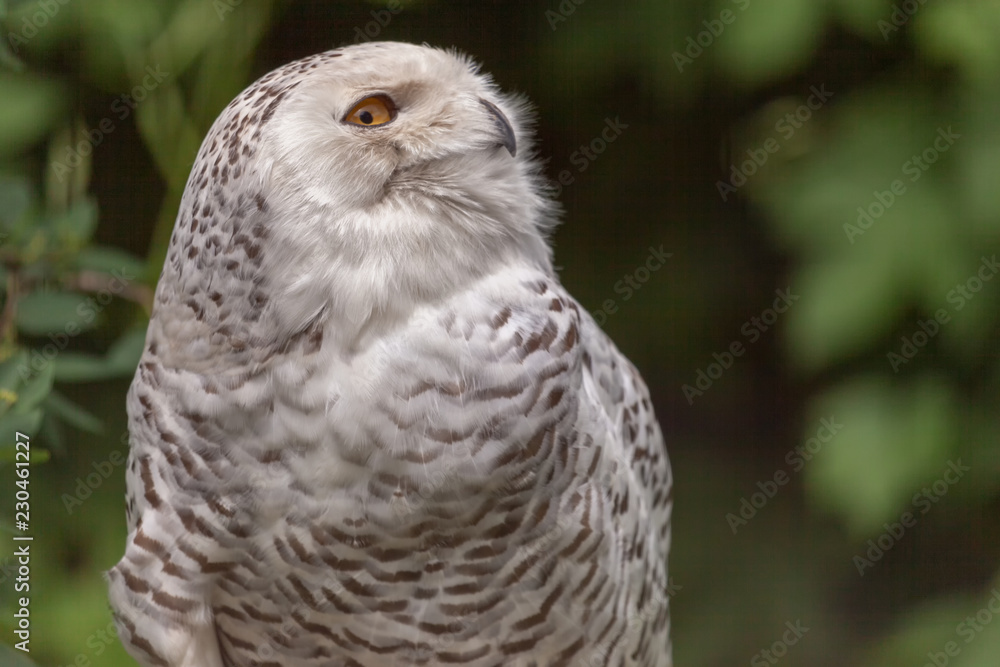 Obraz premium Portrait of an owl head turn to show profile