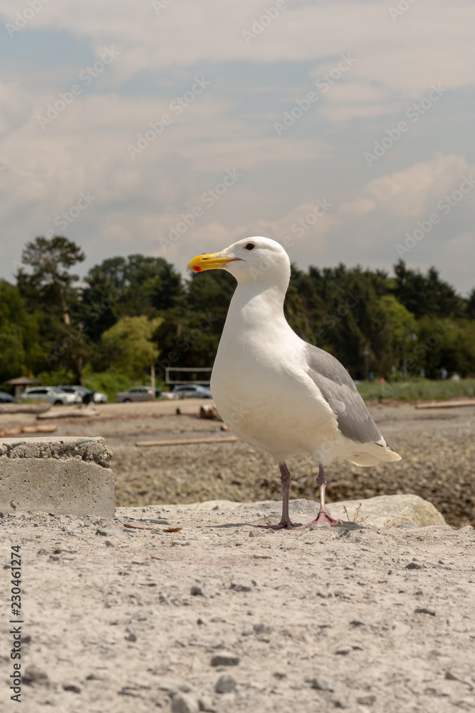Fototapeta premium Seagull standing on a beach in Vancouver Canada