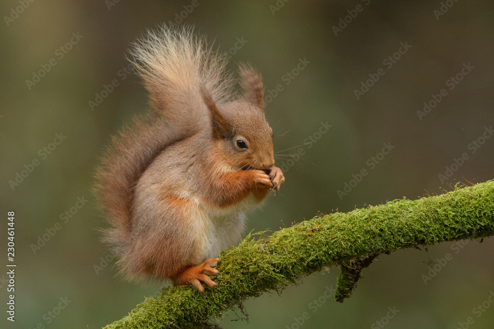 Eurasian Red Squirrel Eurasian Red Squirrel