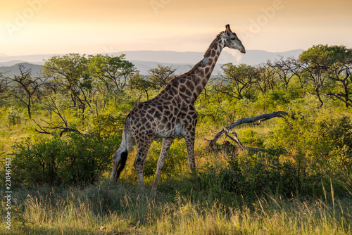 Giraffe from the Kruger national park