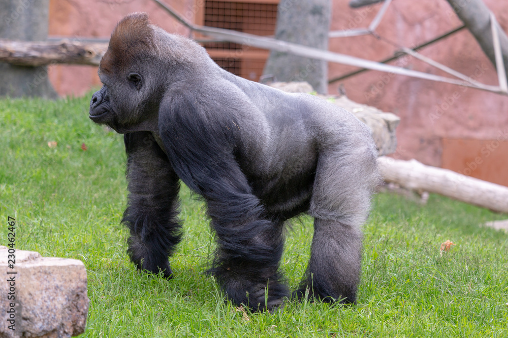 Full side view of a gorilla walking on four legs in a grass field, looking  at something Photos | Adobe Stock