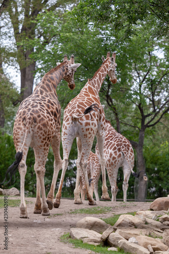 Back view of family of giraffes walking in a park on a dirt  lined trees in the background