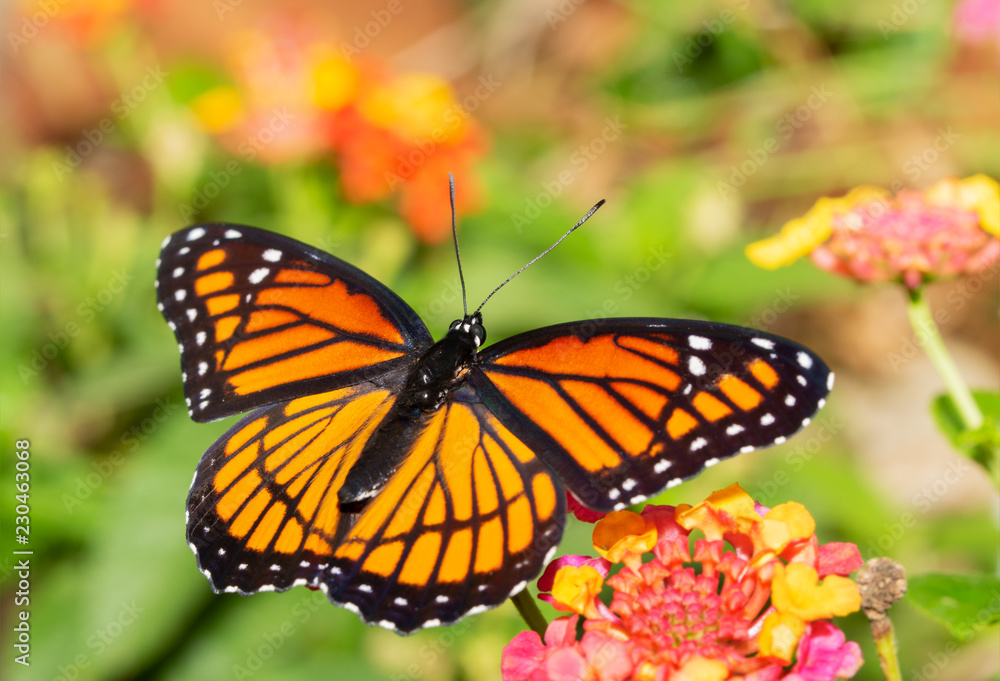 Viceroy butterfly feeding on a Lantana flower in a fall garden Viceroy butterfly feeding on a Lantana flower in a fall garden