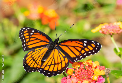 Viceroy butterfly feeding on a Lantana flower in a fall garden © pimmimemom
