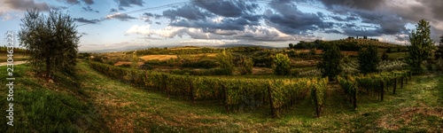 Tuscan vineyard in early morning light