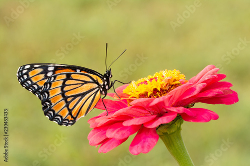 Ventral view of a stunningly beautiful Viceroy butterfly on a hot pink Zinnia flower, with green background