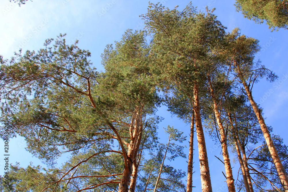 Obraz premium Trees of pine in country park on blue sky